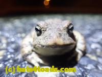 /home//u458753944/public_html/sourcegallery//////////Roxborough Toad Detour/2022/2022-03-17/P3170888.JPG